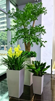 宁波绿植租摆装修-奉化绿植租摆礼仪-余姚花木租赁摆放-慈溪员工福利花卉租赁价格